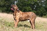 FILA BRASILEIRO 108